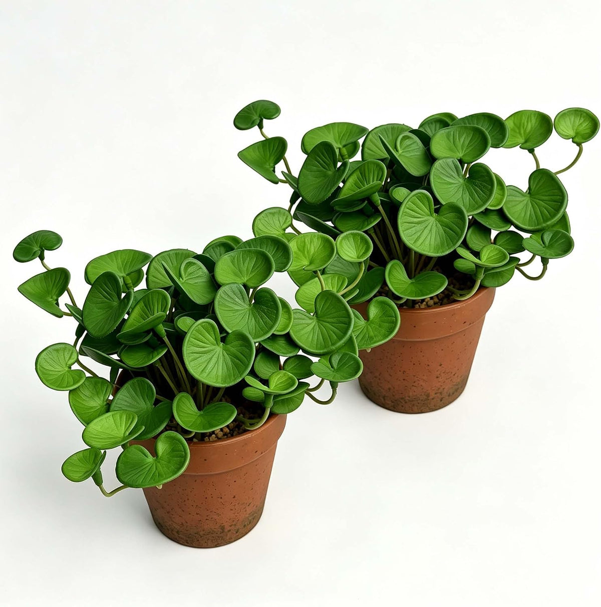 Artificial Shamrock Potted Plants, Set of 2 Indoor Faux Clover Decor