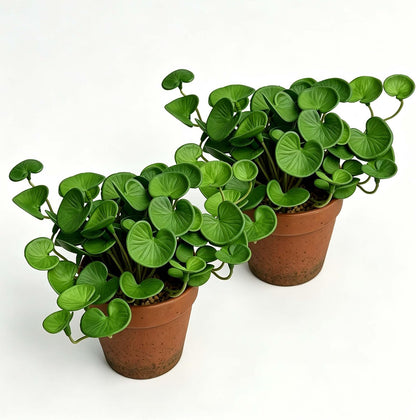 Artificial Shamrock Potted Plants, Set of 2 Indoor Faux Clover Decor