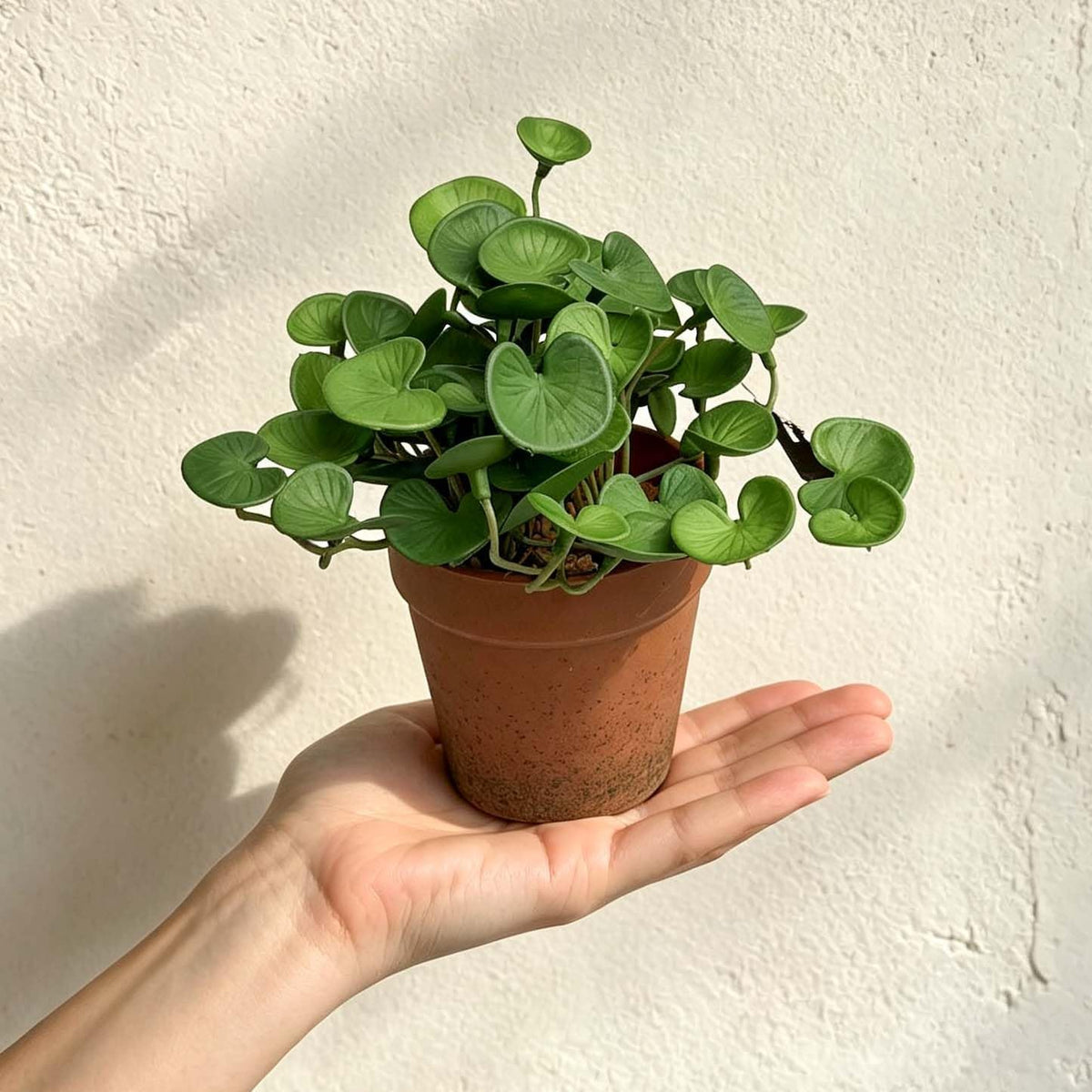 Artificial Shamrock Potted Plants, Set of 2 Indoor Faux Clover Decor