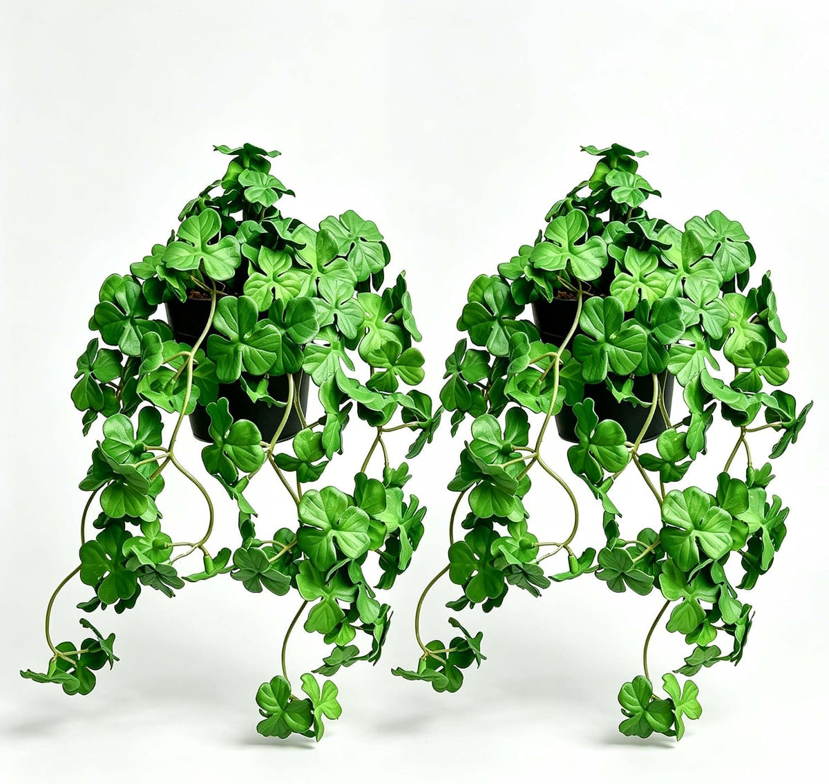 Artificial Shamrock Potted Plants, Set of 2 Indoor Faux Clover Decor
