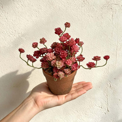 Artificial Shamrock Potted Plants, Set of 2 Indoor Faux Clover Decor
