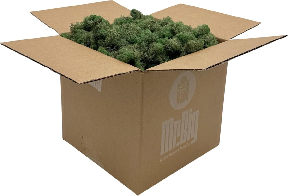 Reindeer Moss Bulk, Preserved Moss, Basil, Box