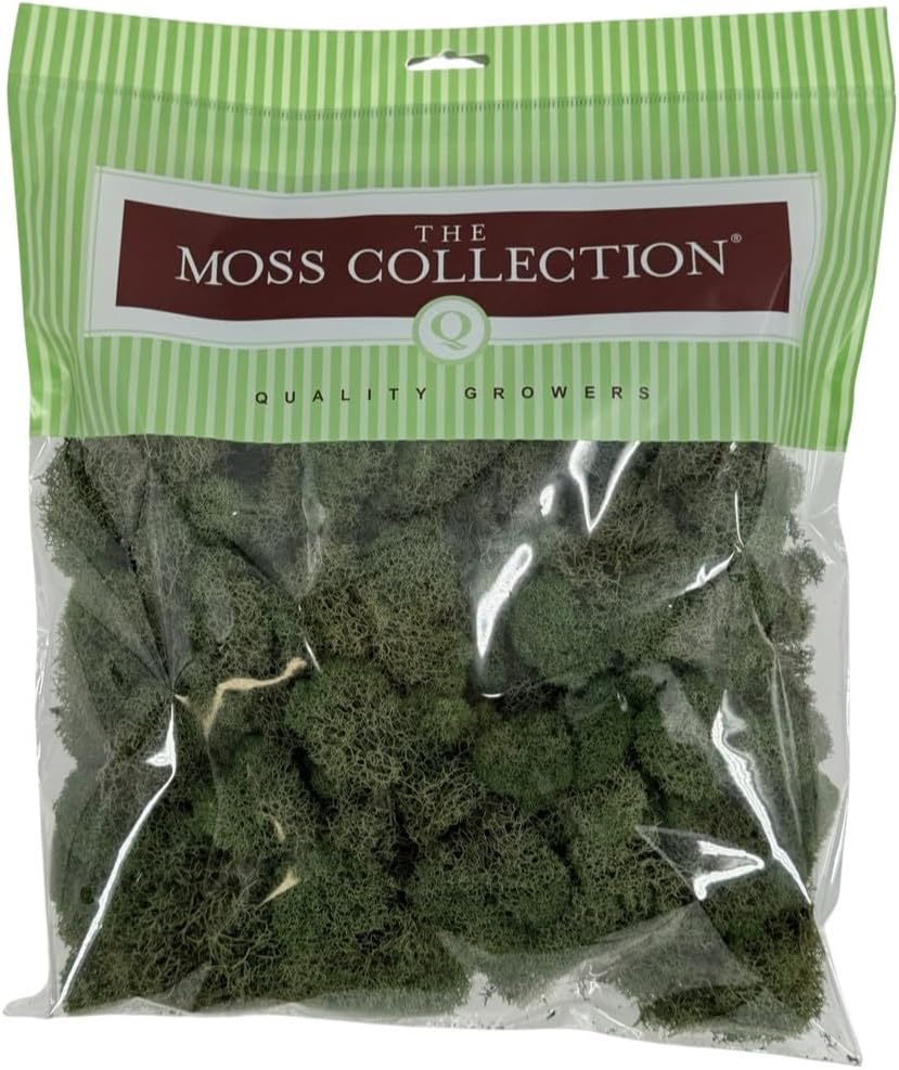 Reindeer Moss Bulk, Preserved Moss, Basil, Box