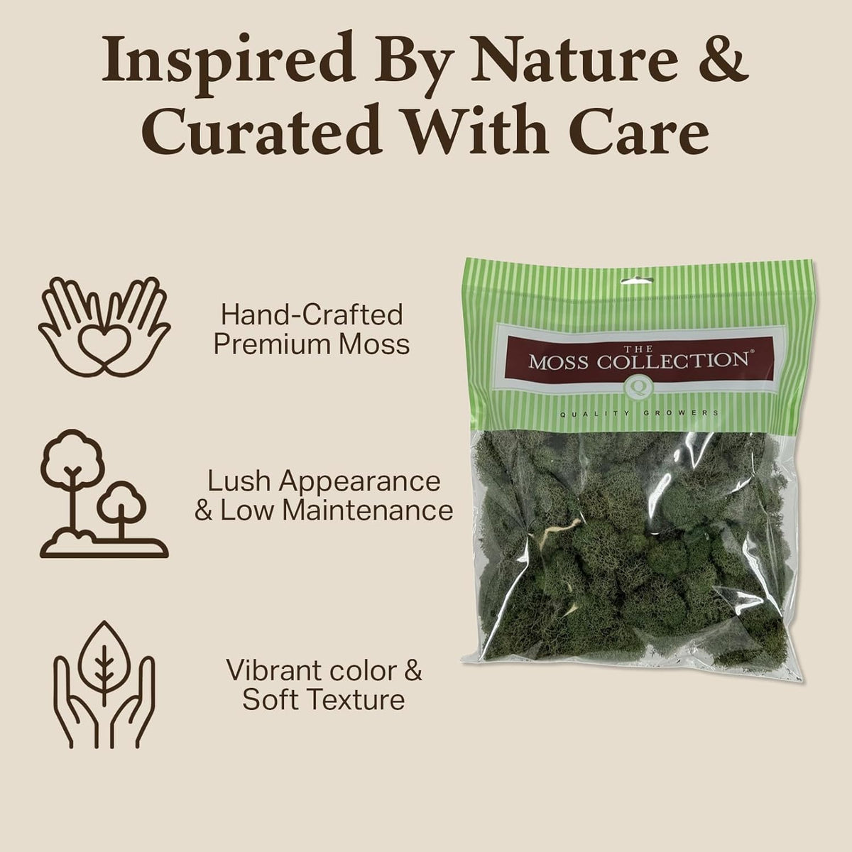 Reindeer Moss Bulk, Preserved Moss, Basil, Box