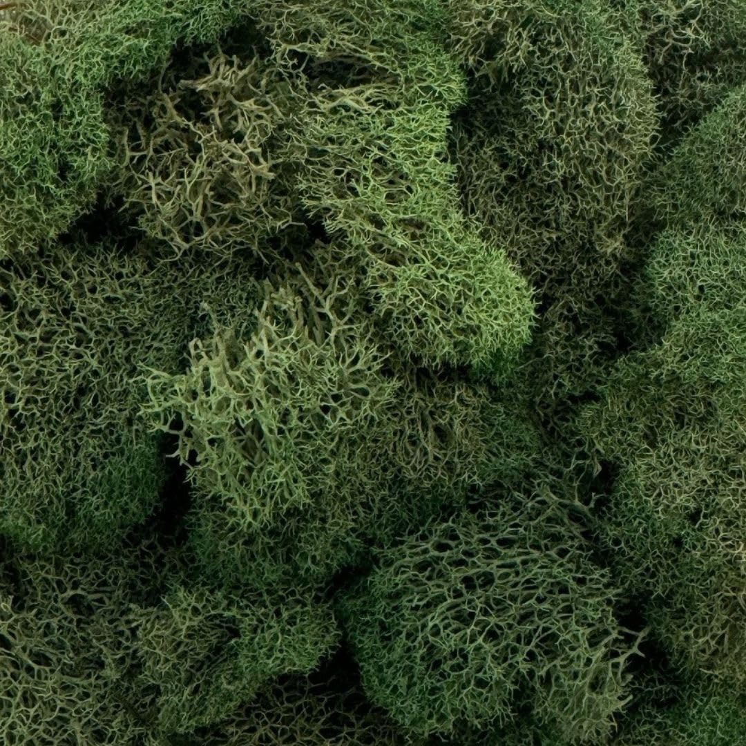 Reindeer Moss Bulk, Preserved Moss, Basil, Box