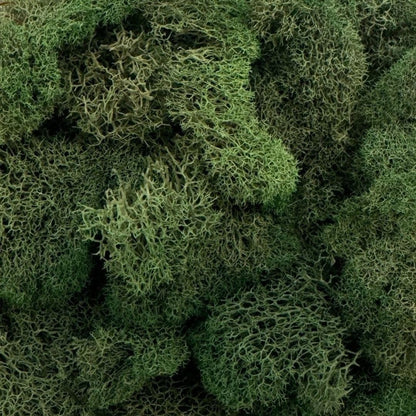 Reindeer Moss Bulk, Preserved Moss, Basil, Box