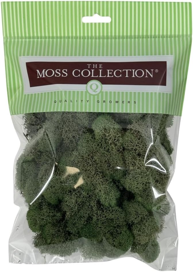 Reindeer Moss Bulk, Preserved Moss, Basil, Box