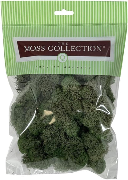 Reindeer Moss Bulk, Preserved Moss, Basil, Box
