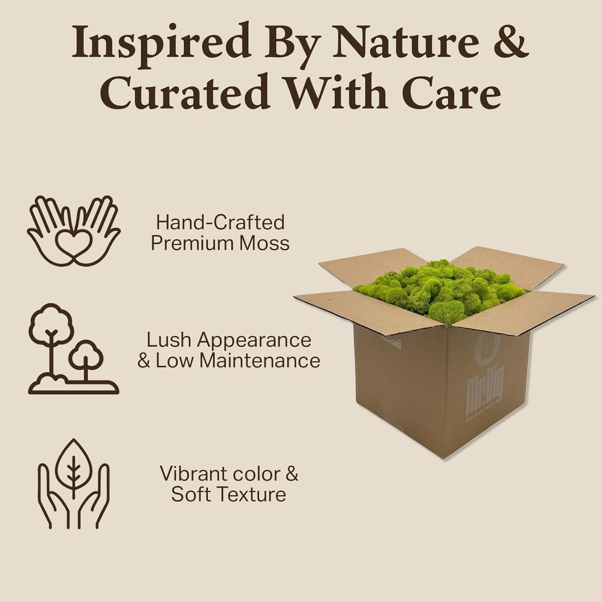 Reindeer Moss Bulk, Preserved Moss, Basil, Box