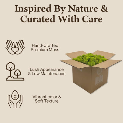 Reindeer Moss Bulk, Preserved Moss, Basil, Box