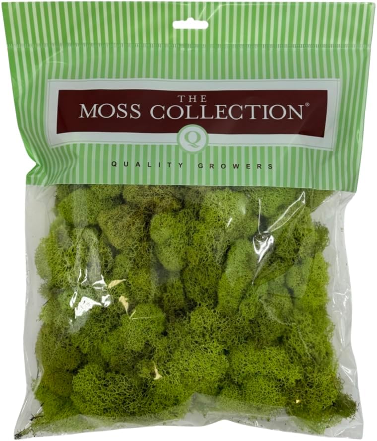 Reindeer Moss Bulk, Preserved Moss, Basil, Box