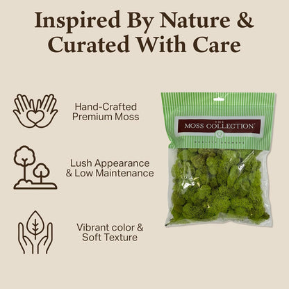 Reindeer Moss Bulk, Preserved Moss, Basil, Box