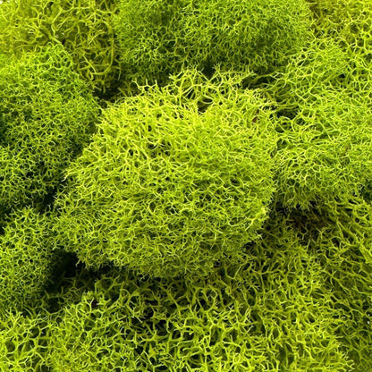 Reindeer Moss Bulk, Preserved Moss, Basil, Box