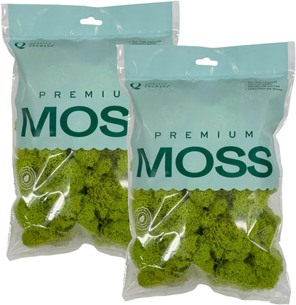 Reindeer Moss Bulk, Preserved Moss, Basil, Box
