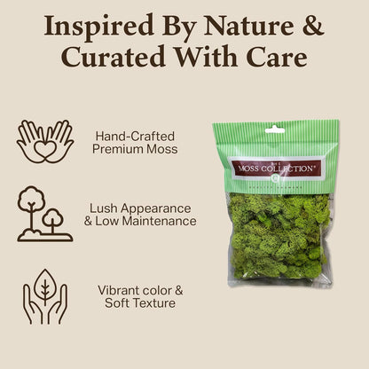 Reindeer Moss Bulk, Preserved Moss, Basil, Box