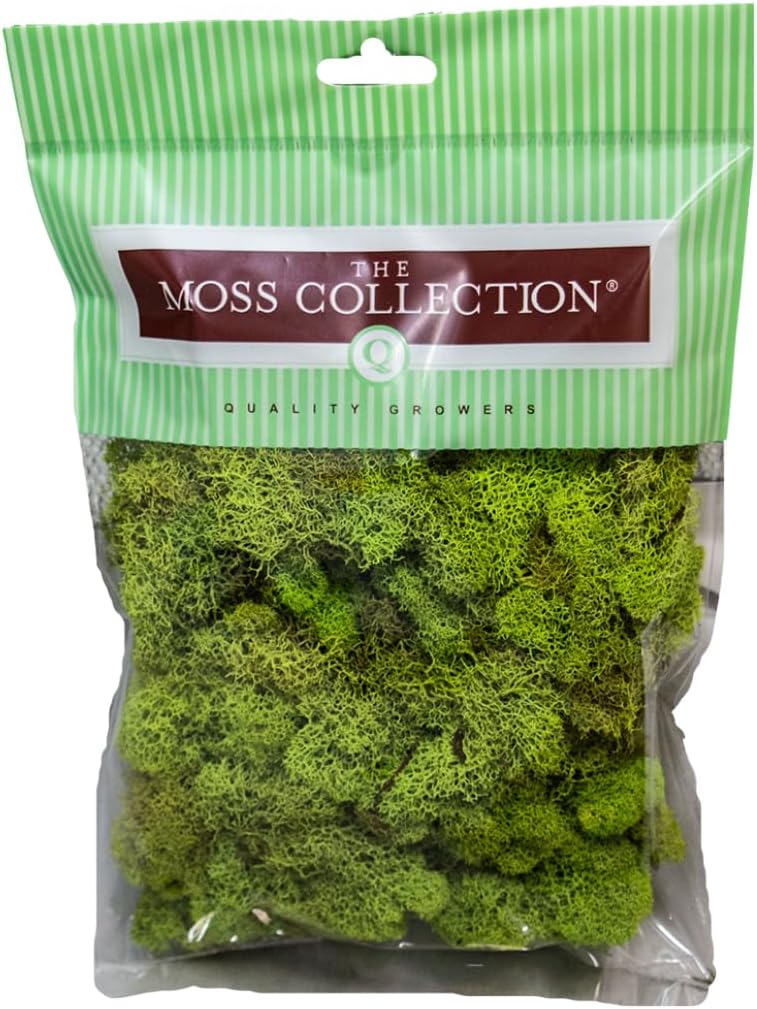 Reindeer Moss Bulk, Preserved Moss, Basil, Box