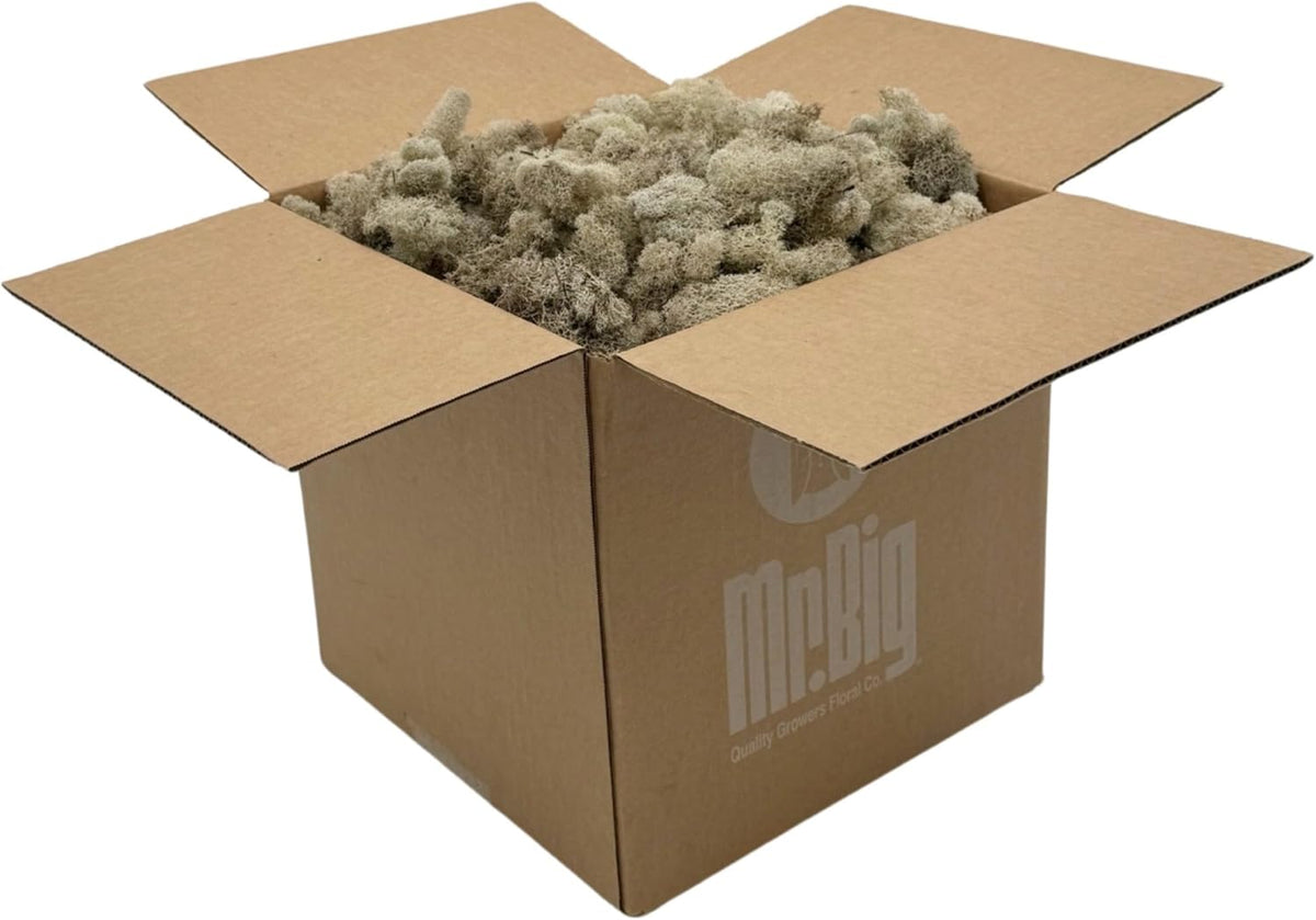 Reindeer Moss Bulk, Preserved Moss, Basil, Box