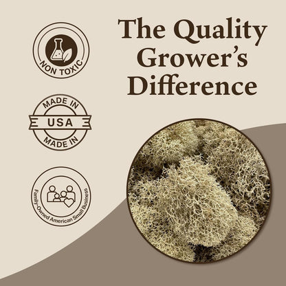 Reindeer Moss Bulk, Preserved Moss, Basil, Box