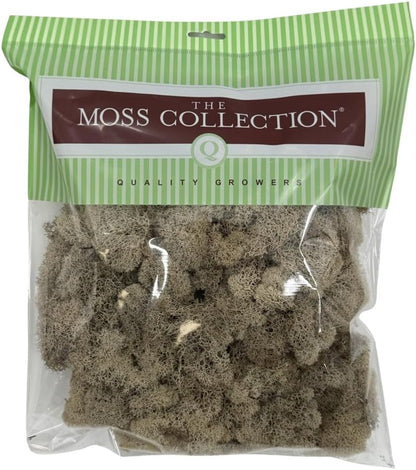 Reindeer Moss Bulk, Preserved Moss, Basil, Box