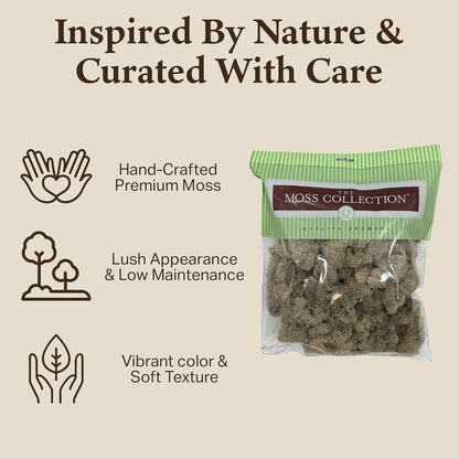 Reindeer Moss Bulk, Preserved Moss, Basil, Box