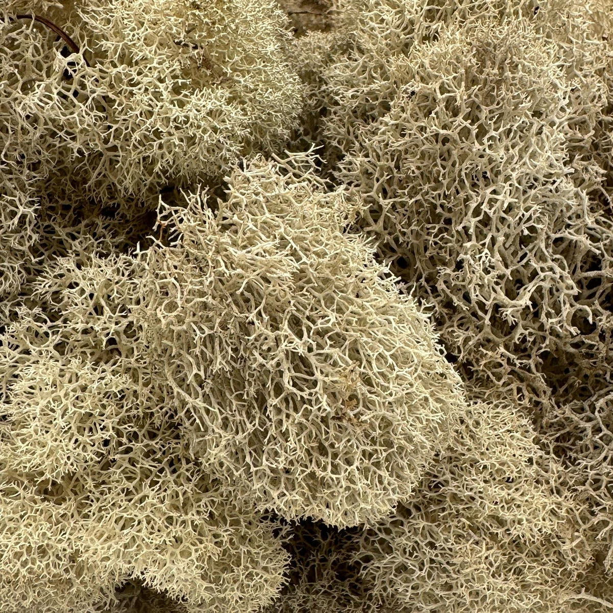 Reindeer Moss Bulk, Preserved Moss, Basil, Box