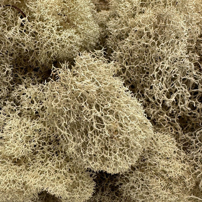 Reindeer Moss Bulk, Preserved Moss, Basil, Box