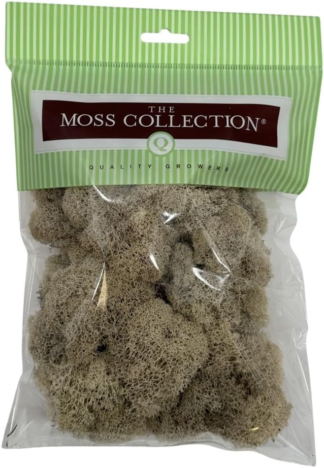 Reindeer Moss Bulk, Preserved Moss, Basil, Box