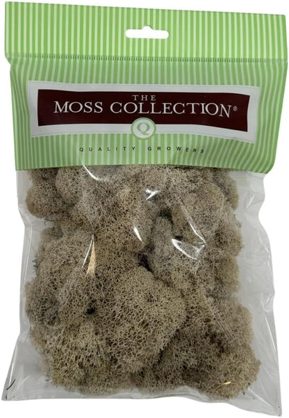 Reindeer Moss Bulk, Preserved Moss, Basil, Box