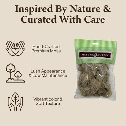 Reindeer Moss Bulk, Preserved Moss, Basil, Box