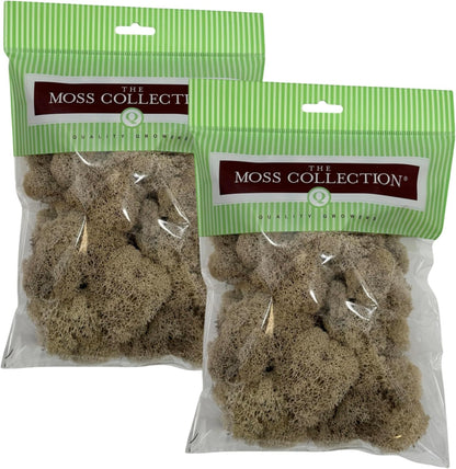 Reindeer Moss Bulk, Preserved Moss, Basil, Box
