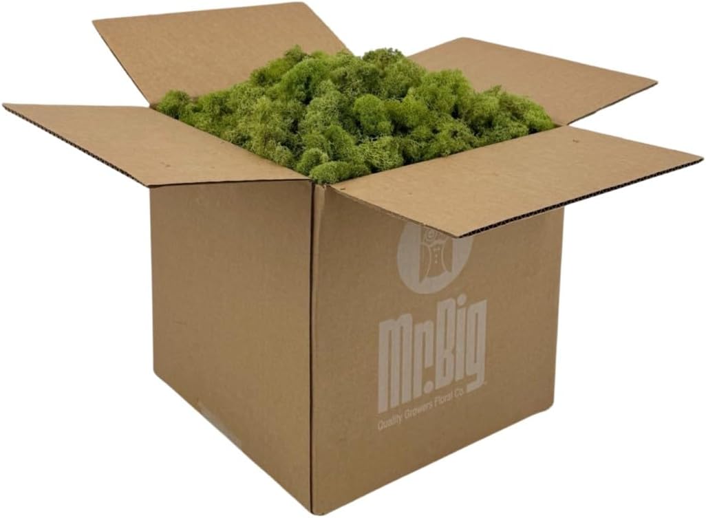Reindeer Moss Bulk, Preserved Moss, Basil, Box