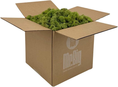 Reindeer Moss Bulk, Preserved Moss, Basil, Box