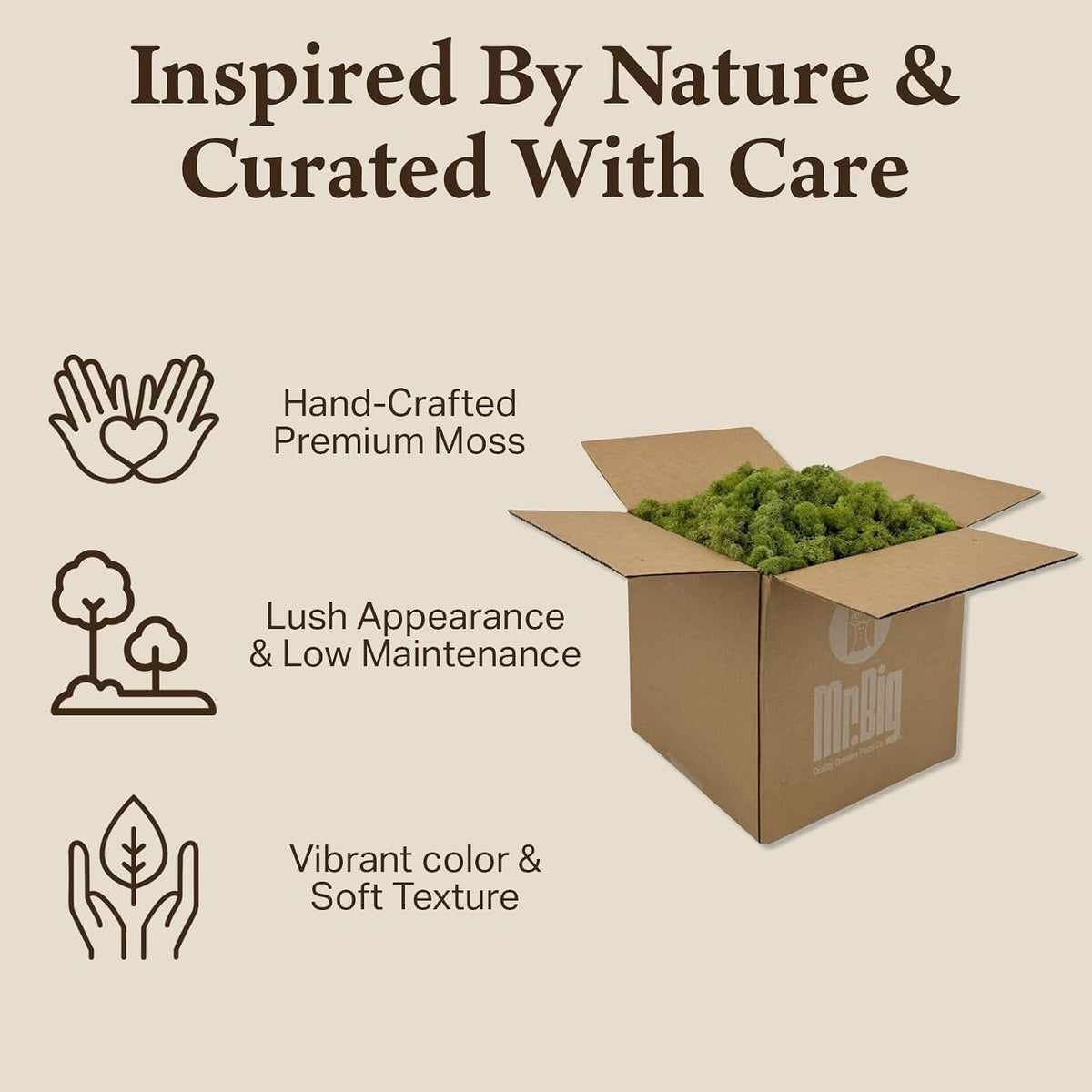 Reindeer Moss Bulk, Preserved Moss, Basil, Box