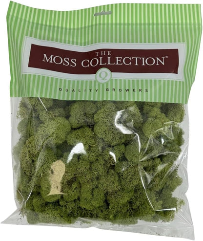 Reindeer Moss Bulk, Preserved Moss, Basil, Box