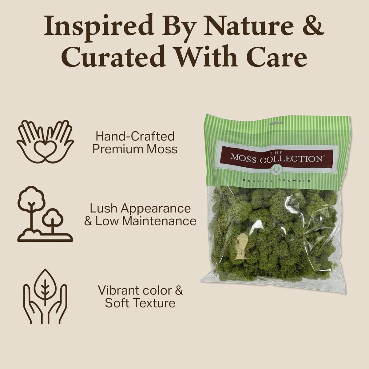 Reindeer Moss Bulk, Preserved Moss, Basil, Box