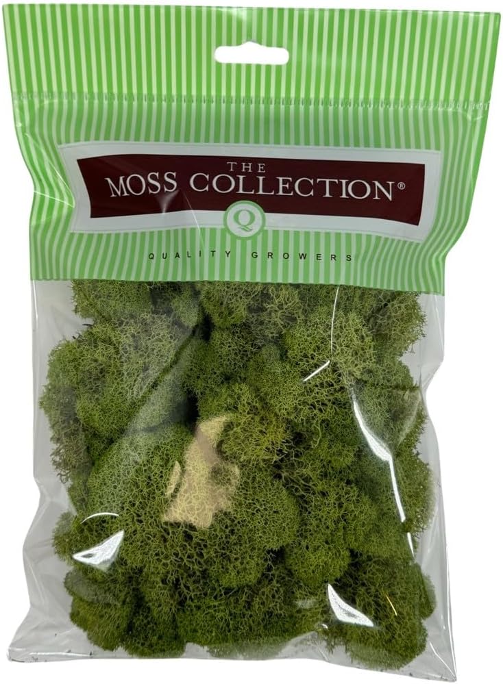 Reindeer Moss Bulk, Preserved Moss, Basil, Box