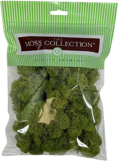 Reindeer Moss Bulk, Preserved Moss, Basil, Box