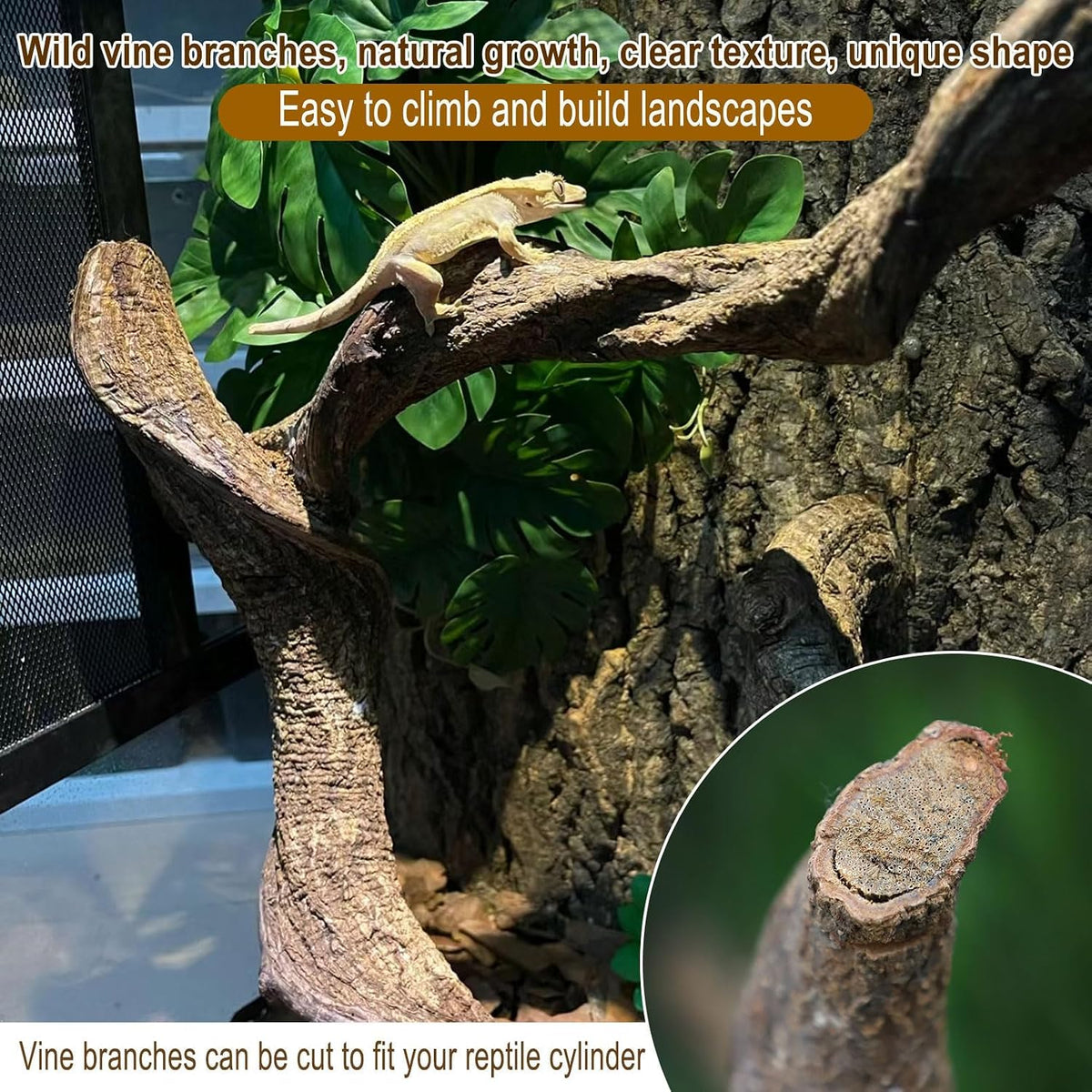 Reptile Decor Natural Forest Branch Terrarium Habitat Decoration Lizard Climbing Tree Branch for Bearded Dragon Gecko Snake Frog Chameleon Spider