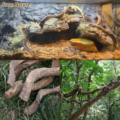 Reptile Decor Natural Forest Branch Terrarium Habitat Decoration Lizard Climbing Tree Branch for Bearded Dragon Gecko Snake Frog Chameleon Spider