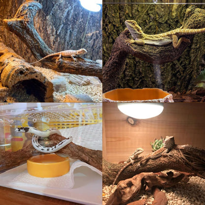Reptile Decor Natural Forest Branch Terrarium Habitat Decoration Lizard Climbing Tree Branch for Bearded Dragon Gecko Snake Frog Chameleon Spider