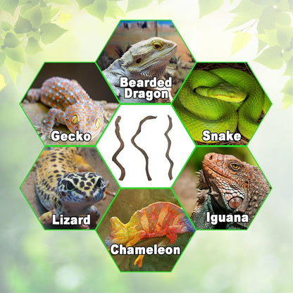 Reptile Decor Natural Forest Branch Terrarium Habitat Decoration Lizard Climbing Tree Branch for Bearded Dragon Gecko Snake Frog Chameleon Spider