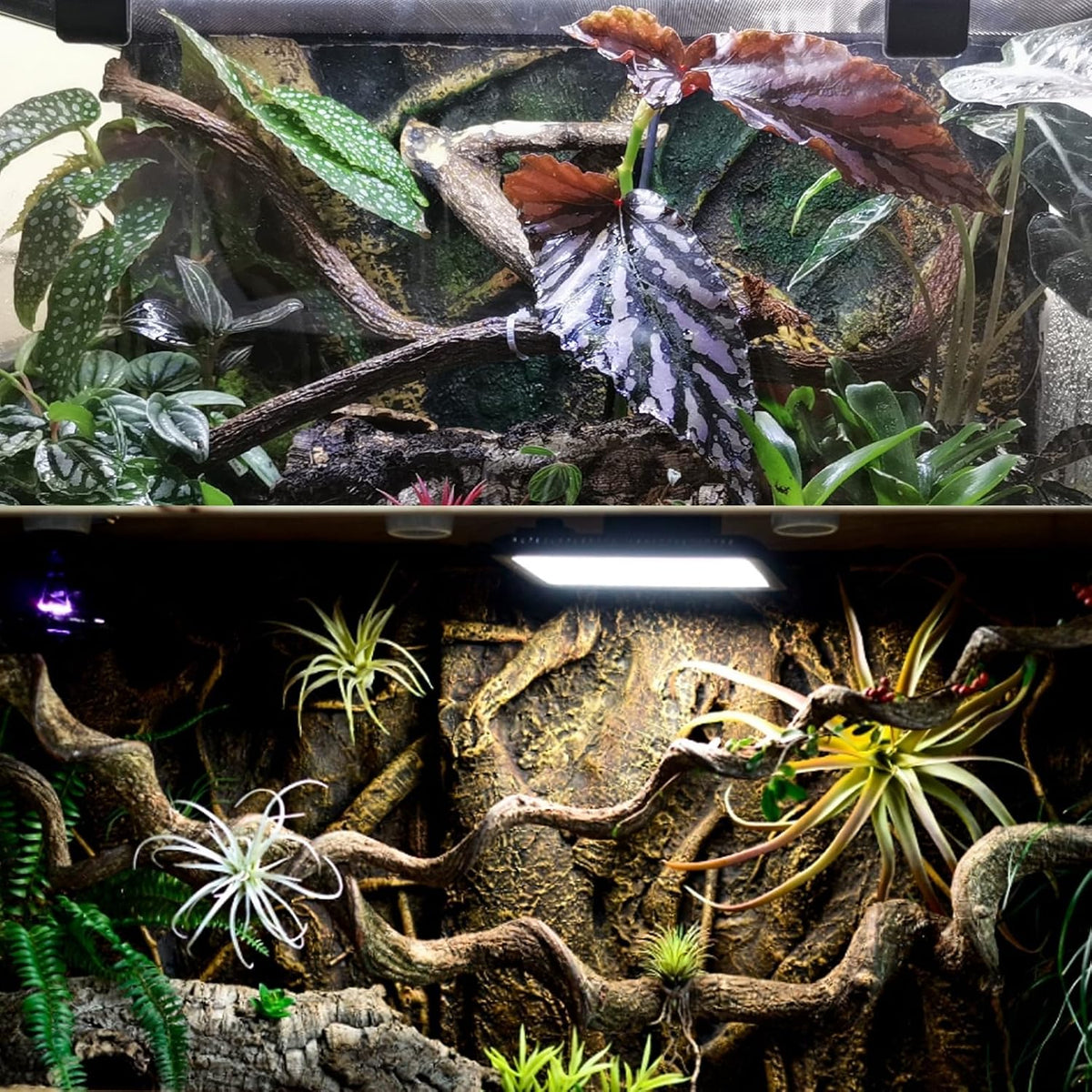Reptile Decor Natural Forest Branch Terrarium Habitat Decoration Lizard Climbing Tree Branch for Bearded Dragon Gecko Snake Frog Chameleon Spider