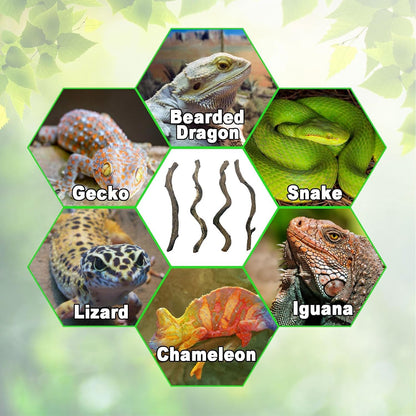Reptile Decor Natural Forest Branch Terrarium Habitat Decoration Lizard Climbing Tree Branch for Bearded Dragon Gecko Snake Frog Chameleon Spider