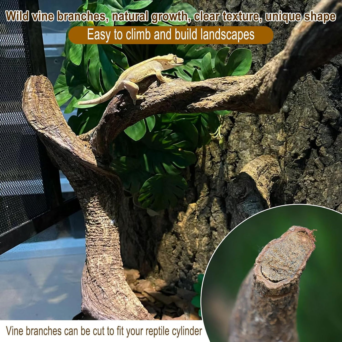 Reptile Decor Natural Forest Branch Terrarium Habitat Decoration Lizard Climbing Tree Branch for Bearded Dragon Gecko Snake Frog Chameleon Spider
