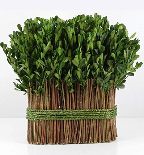 Sandblasted Ghostwood Branch 12" (California Driftwood)
