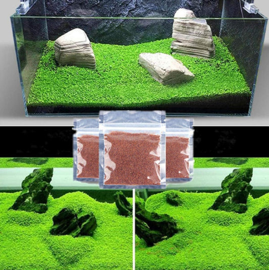 Aquarium G-r-a-s-s P-l-a-n-t - 3 Pack | Easy-Growing Water P-l-a-n-t for Fish Tank Aquarium
