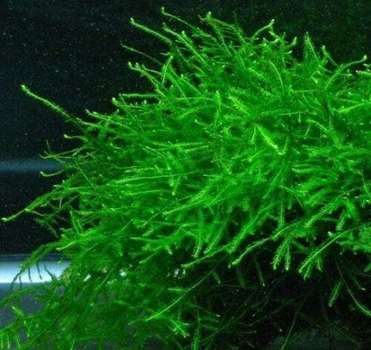 Java Moss Live Aquarium Beginner Plant Tank Planted Golf Ball Size Portion
