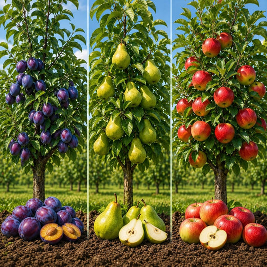Apple, Plum & Pear Trees (3-Pack) – Dwarf Fruit Trees, Easy Grow Backyard Orchard Starter Kit (6 Pack - 2 of Each)