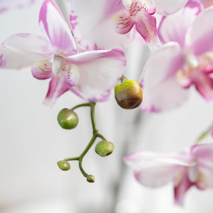 Artificial Orchid Plant, 35 Inch 4 Pcs Phalaenopsis Flowers with Leaves, Real Touch Orchid Stems for Home Decoration