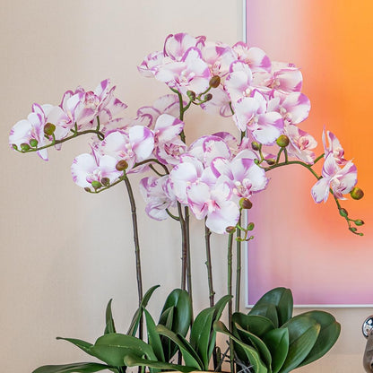 Artificial Orchid Plant, 35 Inch 4 Pcs Phalaenopsis Flowers with Leaves, Real Touch Orchid Stems for Home Decoration